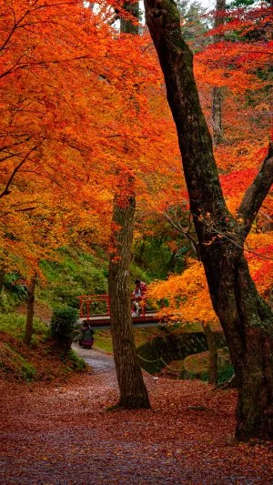 無料壁紙 谷底の赤いじゅうたん。PCとデスクトップ壁紙に最適な4K高画質の無料壁紙。三重県四日市市の水沢もみじ谷で撮影したフリー写真素材