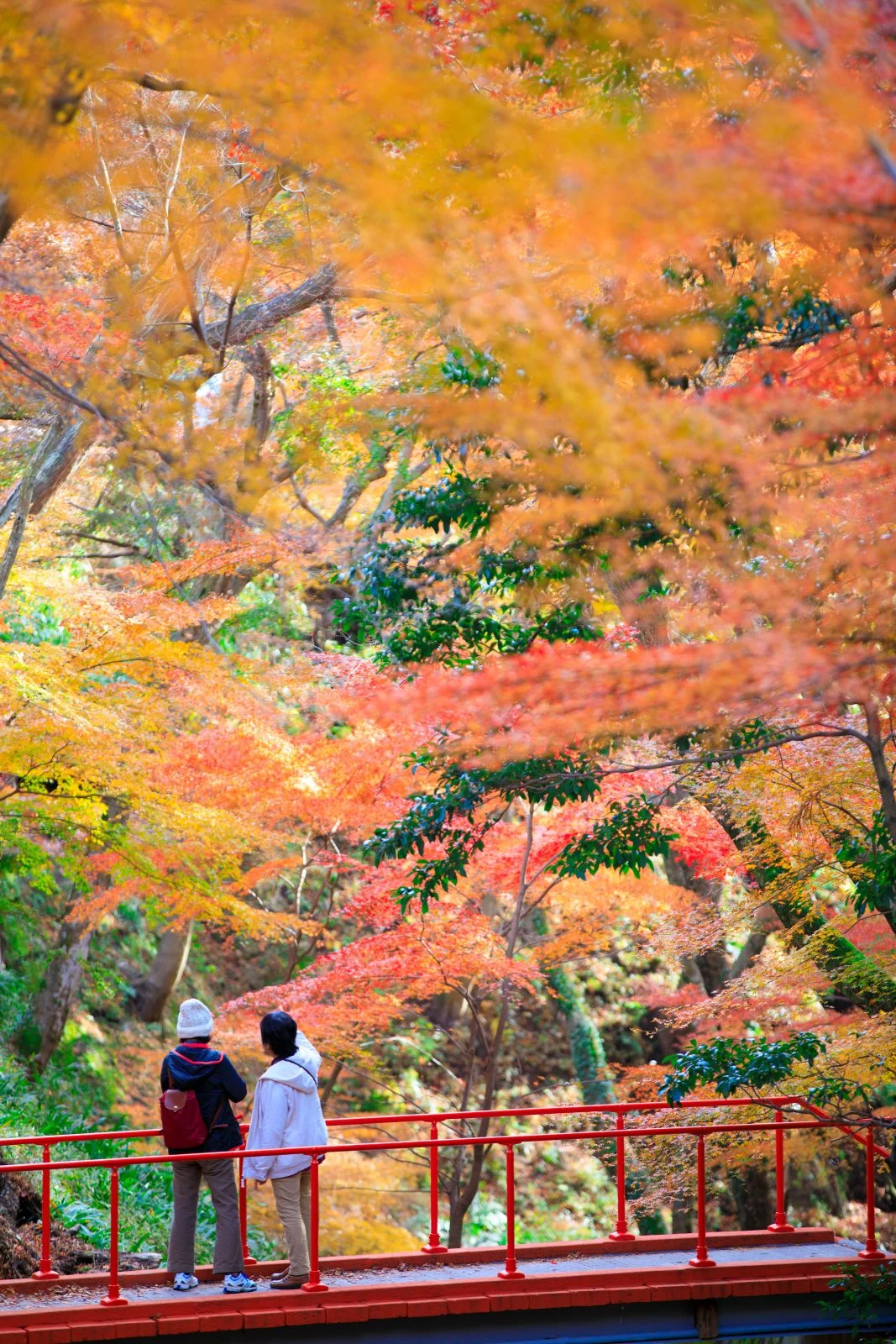 無料スマホ壁紙 赤い橋と紅葉。AndroidとiPhoneに対応した4K高画質の無料待ち受け画像。三重県四日市市の水沢もみじ谷で撮影したフリー写真素材