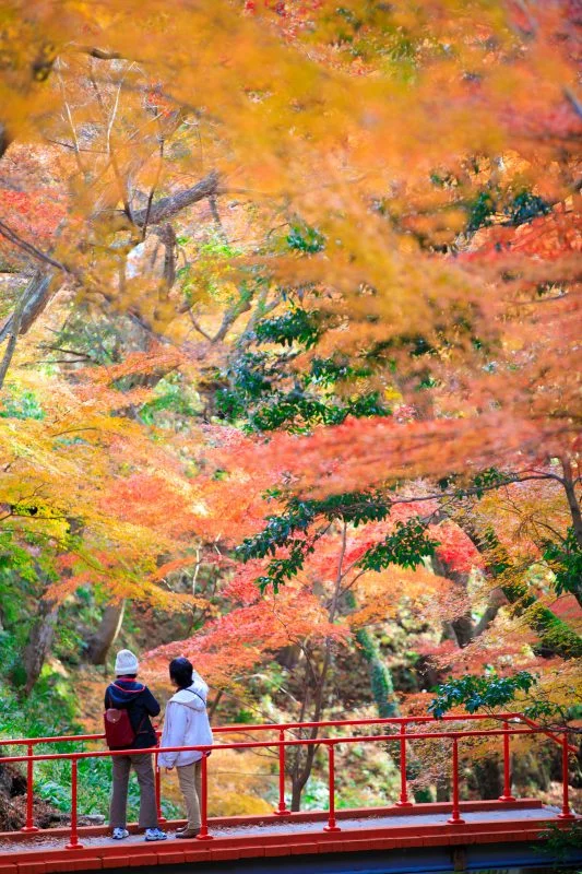 無料スマホ壁紙 赤い橋と紅葉。AndroidとiPhoneに対応した4K高画質の無料待ち受け画像。三重県四日市市の水沢もみじ谷で撮影したフリー写真素材