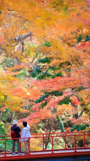 無料スマホ壁紙 赤い橋と紅葉。AndroidとiPhoneに対応した4K高画質の無料待ち受け画像。三重県四日市市の水沢もみじ谷で撮影したフリー写真素材