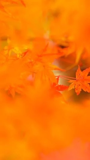 無料壁紙 小さい秋見つけた。PCとデスクトップ壁紙に最適な4K高画質の無料壁紙。三重県四日市市の水沢もみじ谷で撮影したフリー写真素材