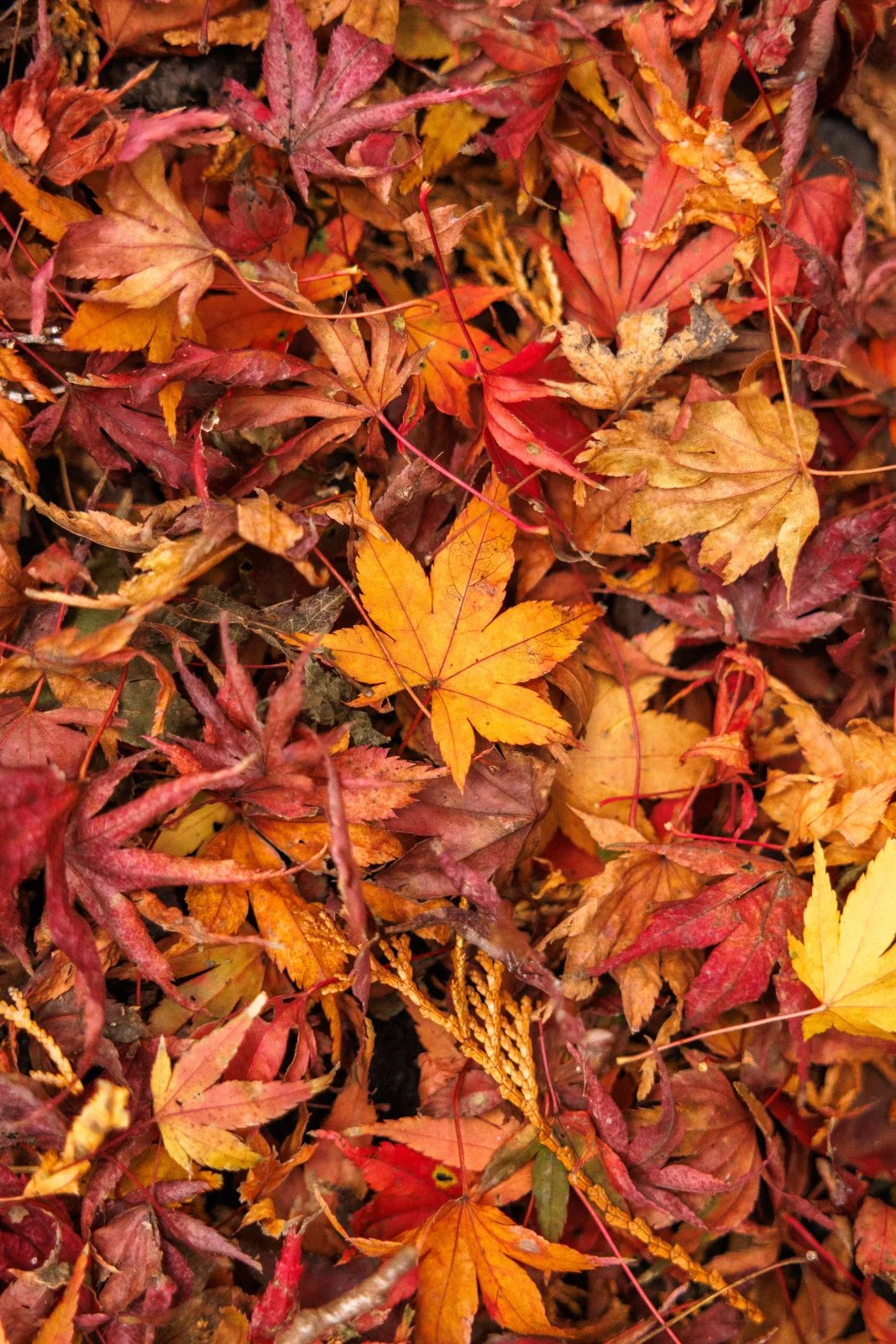 無料スマホ壁紙 紅葉でいっぱい。AndroidとiPhoneに対応した4K高画質の無料待ち受け画像。三重県四日市市の水沢もみじ谷で撮影したフリー写真素材