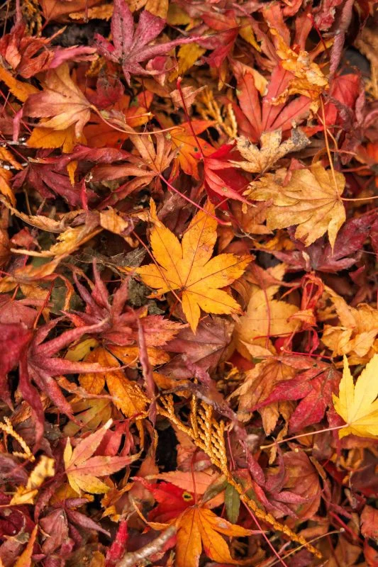 無料スマホ壁紙 紅葉でいっぱい。AndroidとiPhoneに対応した4K高画質の無料待ち受け画像。三重県四日市市の水沢もみじ谷で撮影したフリー写真素材