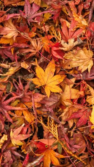 無料スマホ壁紙 紅葉でいっぱい。AndroidとiPhoneに対応した4K高画質の無料待ち受け画像。三重県四日市市の水沢もみじ谷で撮影したフリー写真素材