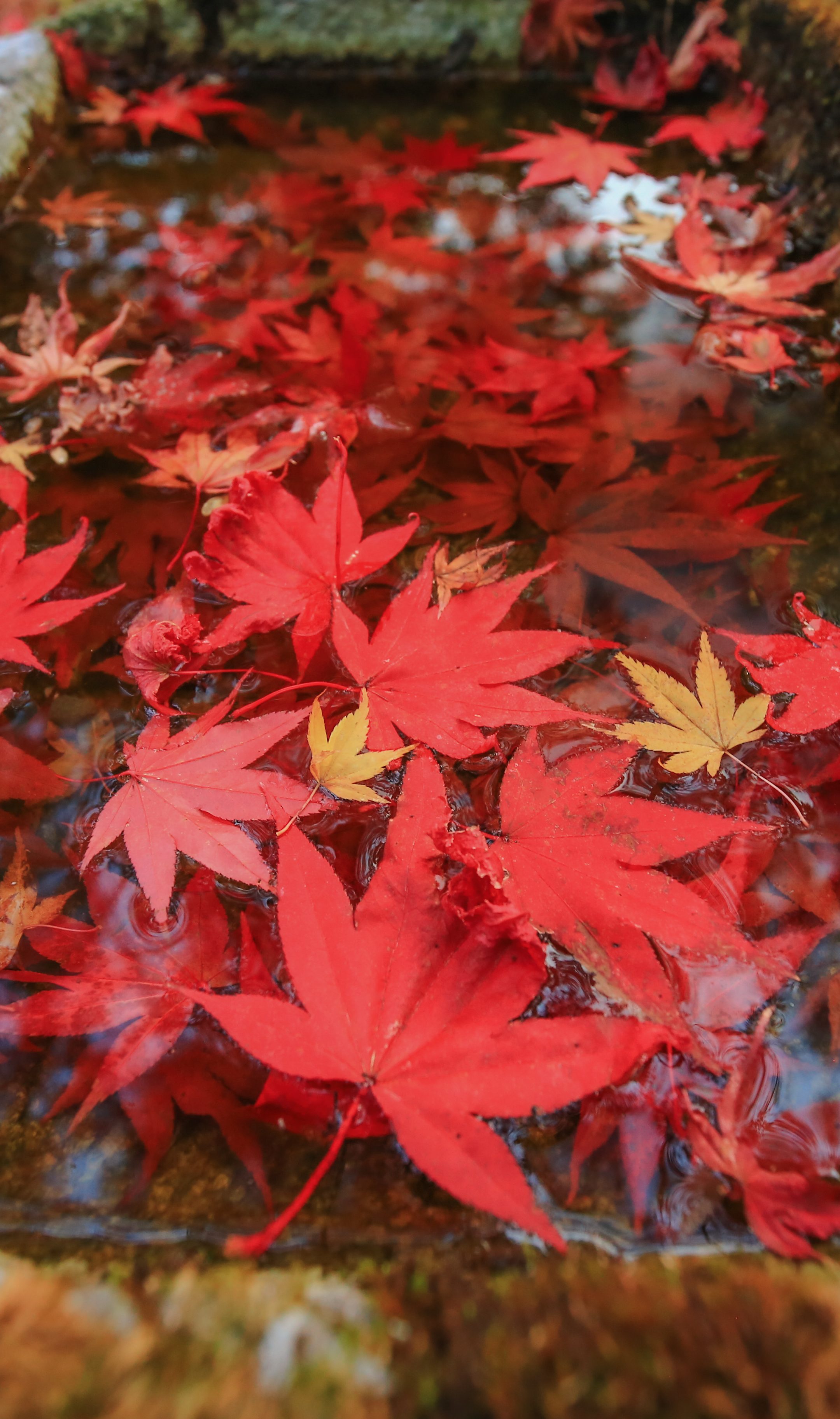 無料スマホ壁紙 真っ赤な紅葉の手水鉢。AndroidとiPhoneに対応した4K高画質の無料待ち受け画像。三重県松阪市の天開山泰運寺で撮影したフリー写真素材