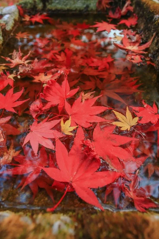 無料スマホ壁紙 真っ赤な紅葉の手水鉢。AndroidとiPhoneに対応した4K高画質の無料待ち受け画像。三重県松阪市の天開山泰運寺で撮影したフリー写真素材