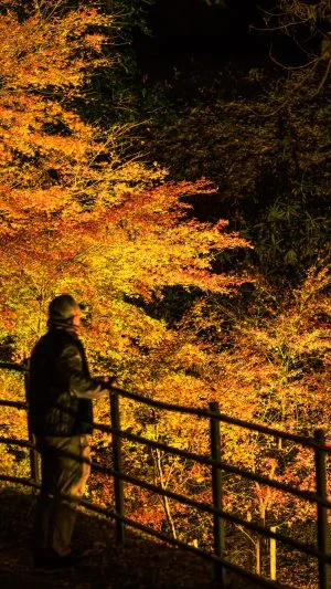 無料壁紙 真っ赤な紅葉ライトアップを眺める人。PCとデスクトップ壁紙に最適な4K高画質の無料壁紙。三重県玉城町の田丸城跡で撮影したフリー写真素材