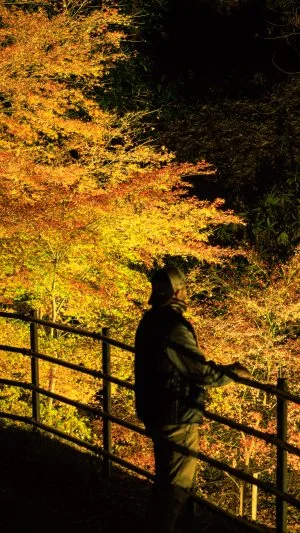 無料壁紙 紅葉ライトアップに包まれる通路。PCとデスクトップ壁紙に最適な4K高画質の無料壁紙。三重県玉城町の田丸城跡で撮影したフリー写真素材