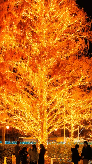 無料壁紙 燃えるように輝くクリスマスツリー。PCとデスクトップ壁紙に最適な4K高画質の無料壁紙。三重県松阪市の鈴の森公園で撮影したフリー写真素材