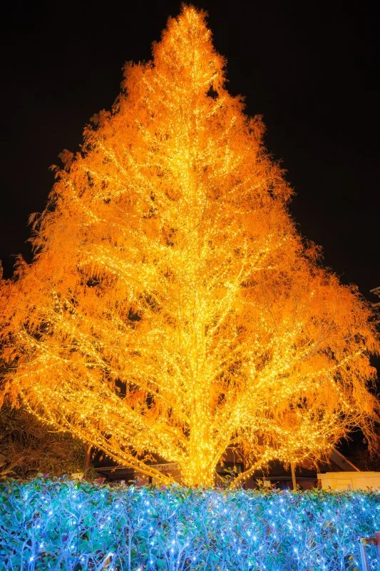 メタセコイアのクリスマスツリー