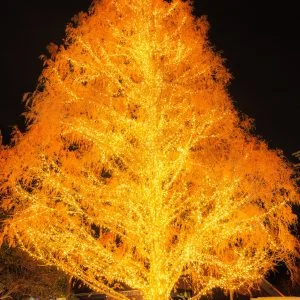 無料スマホ壁紙 メタセコイアのクリスマスツリー。AndroidとiPhoneに対応した4K高画質の無料待ち受け画像。三重県松阪市の鈴の森公園で撮影したフリー写真素材