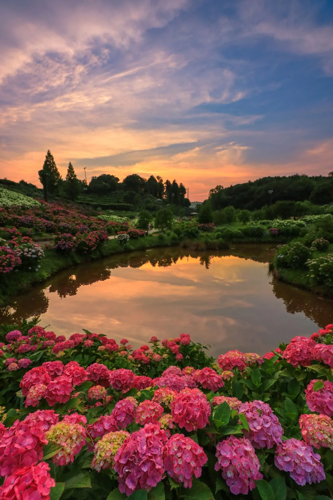 無料スマホ壁紙 紫陽花ランド。AndroidとiPhoneに対応した4K高画質の無料待ち受け画像。三重県津市のかざはやの里で撮影したフリー写真素材