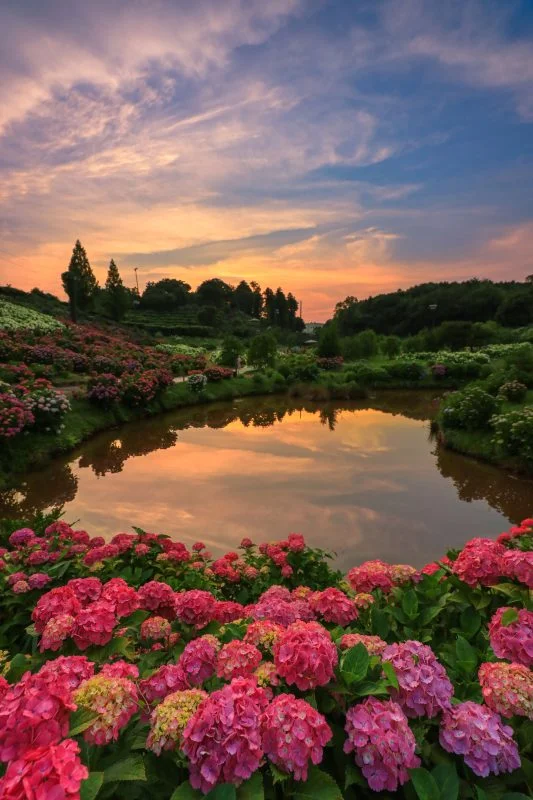 無料スマホ壁紙 紫陽花ランド。AndroidとiPhoneに対応した4K高画質の無料待ち受け画像。三重県津市のかざはやの里で撮影したフリー写真素材