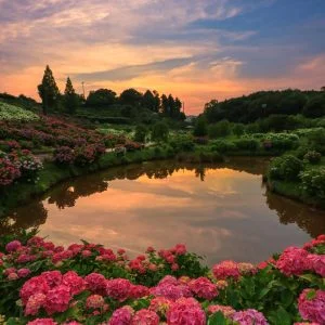 無料スマホ壁紙 紫陽花ランド。AndroidとiPhoneに対応した4K高画質の無料待ち受け画像。三重県津市のかざはやの里で撮影したフリー写真素材