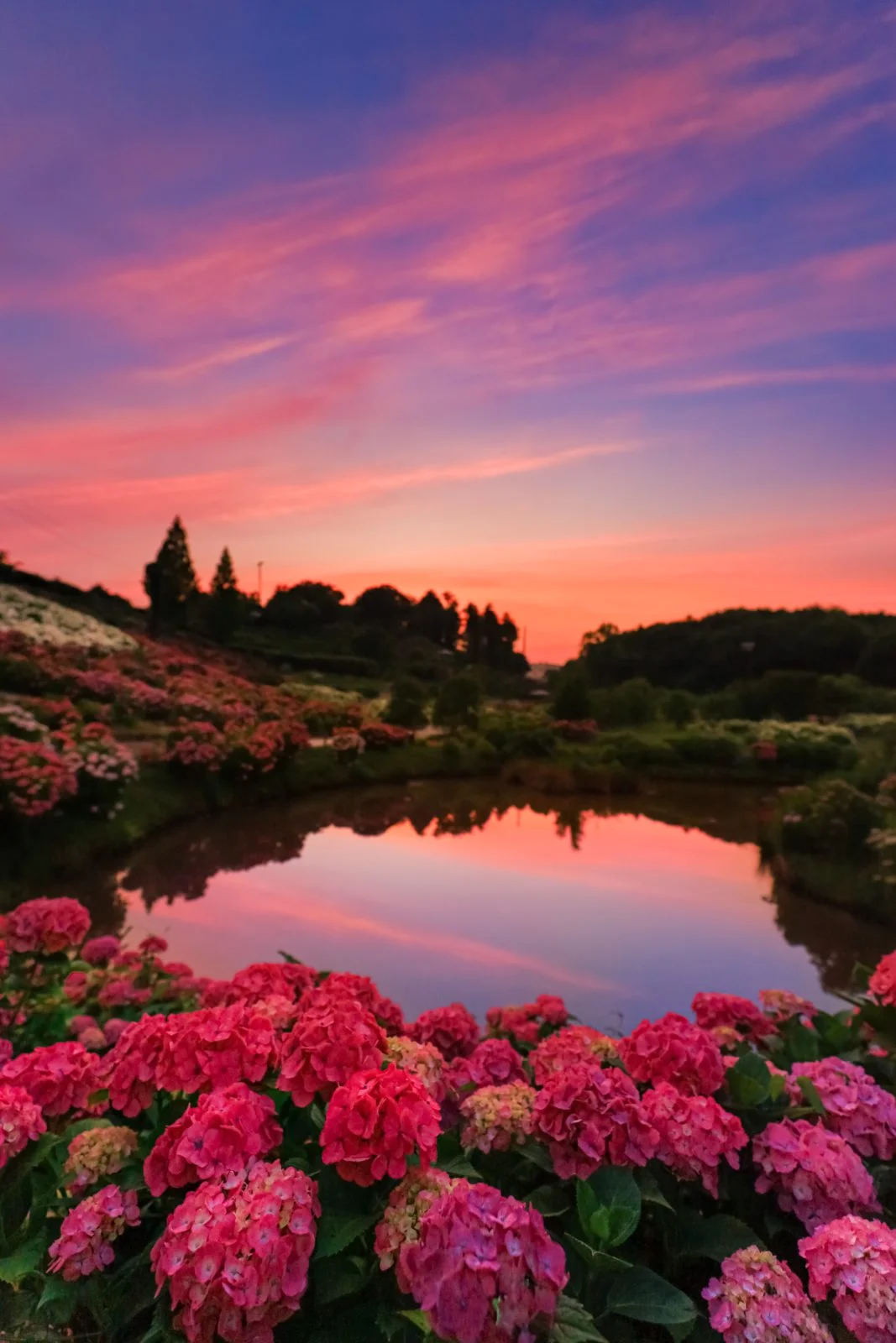 無料スマホ壁紙 茜色の空と紫陽花。AndroidとiPhoneに対応した4K高画質の無料待ち受け画像。三重県津市のかざはやの里で撮影したフリー写真素材