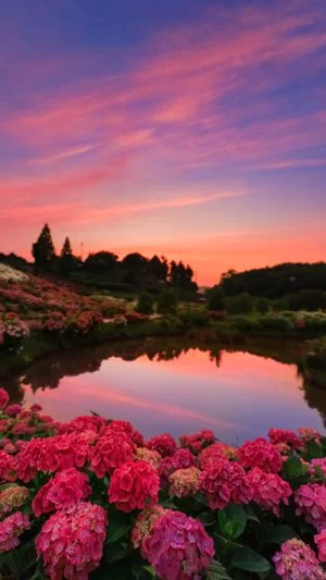 無料スマホ壁紙 茜色の空と紫陽花。AndroidとiPhoneに対応した4K高画質の無料待ち受け画像。三重県津市のかざはやの里で撮影したフリー写真素材