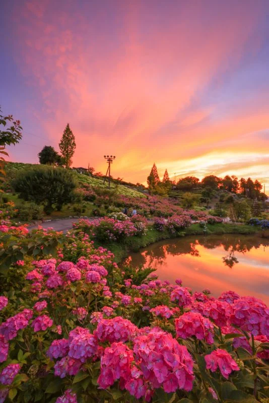 無料スマホ壁紙 紫陽花マジックアワー。AndroidとiPhoneに対応した4K高画質の無料待ち受け画像。三重県津市のかざはやの里で撮影したフリー写真素材