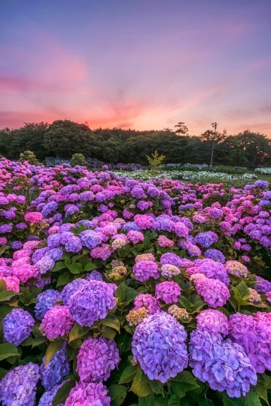 無料スマホ壁紙 夕暮れの紫陽花の海。AndroidとiPhoneに対応した4K高画質の無料待ち受け画像。三重県津市のかざはやの里で撮影したフリー写真素材