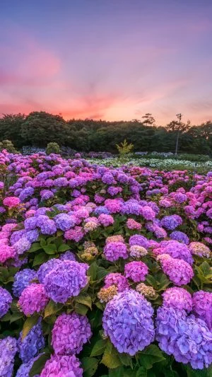 無料スマホ壁紙 夕暮れの紫陽花の海。AndroidとiPhoneに対応した4K高画質の無料待ち受け画像。三重県津市のかざはやの里で撮影したフリー写真素材