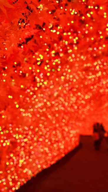 無料壁紙 光のトンネル〜真っ赤な紅葉〜。PCとデスクトップ壁紙に最適な4K高画質の無料壁紙。三重県桑名市のなばなの里で撮影したフリー写真素材