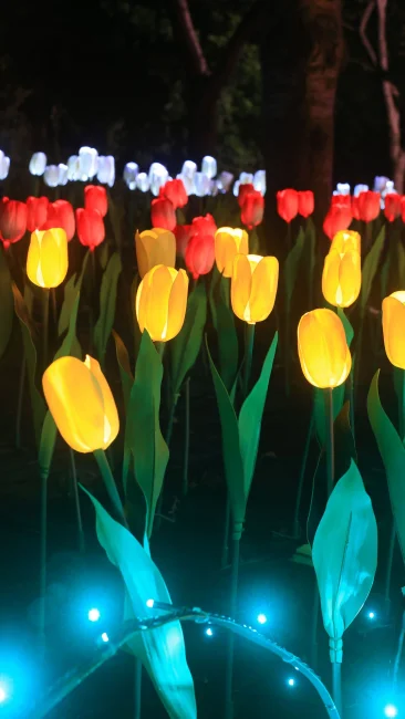 無料壁紙 チューリップのイルミネーション。PCとデスクトップ壁紙に最適な4K高画質の無料壁紙。三重県桑名市のなばなの里で撮影したフリー写真素材