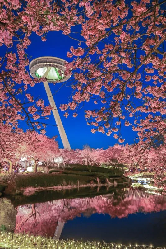 無料スマホ壁紙 河津桜とアイランド富士のリフレクション。AndroidとiPhoneに対応した4K高画質の無料待ち受け画像。三重県桑名市のなばなの里で撮影したフリー写真素材