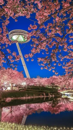 無料スマホ壁紙 河津桜とアイランド富士のリフレクション。AndroidとiPhoneに対応した4K高画質の無料待ち受け画像。三重県桑名市のなばなの里で撮影したフリー写真素材