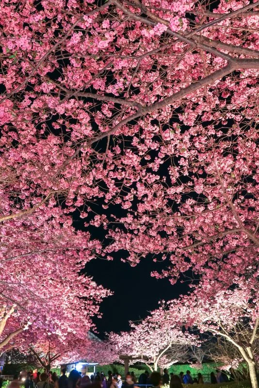 無料スマホ壁紙 ハートの桜と夜桜ライトアップ。AndroidとiPhoneに対応した4K高画質の無料待ち受け画像。三重県桑名市のなばなの里で撮影したフリー写真素材