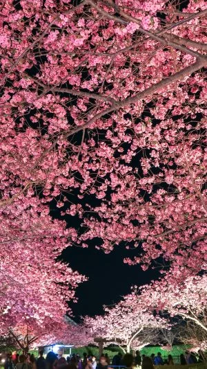 無料スマホ壁紙 ハートの桜と夜桜ライトアップ。AndroidとiPhoneに対応した4K高画質の無料待ち受け画像。三重県桑名市のなばなの里で撮影したフリー写真素材