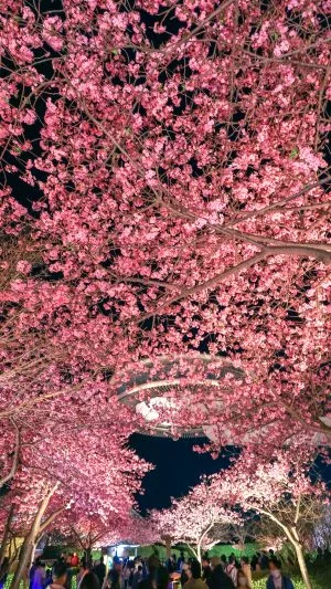 無料スマホ壁紙 ハートの桜とアイランド富士。AndroidとiPhoneに対応した4K高画質の無料待ち受け画像。三重県桑名市のなばなの里で撮影したフリー写真素材