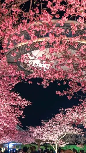 無料壁紙 ハートの桜とアイランド富士の絶景。PCとデスクトップ壁紙に最適な4K高画質の無料壁紙。三重県桑名市のなばなの里で撮影したフリー写真素材