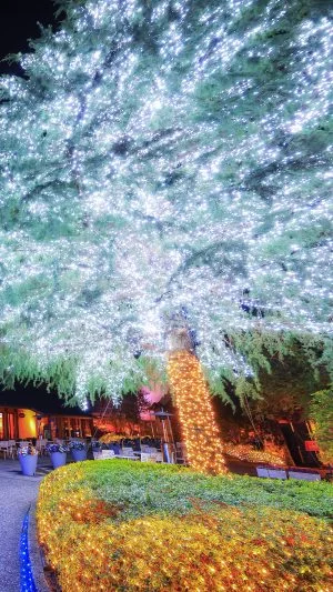 無料スマホ壁紙 ホワイトクリスマスツリー。AndroidとiPhoneに対応した4K高画質の無料待ち受け画像。三重県桑名市のなばなの里で撮影したフリー写真素材