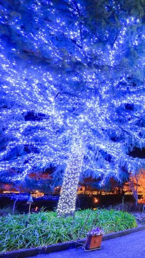 無料スマホ壁紙 青のクリスマスツリー。AndroidとiPhoneに対応した4K高画質の無料待ち受け画像。三重県桑名市のなばなの里で撮影したフリー写真素材