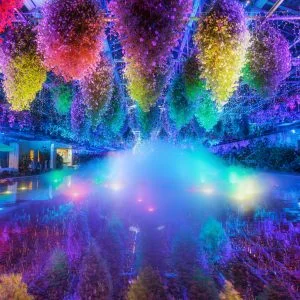 無料スマホ壁紙 映えすぎる空間。AndroidとiPhoneに対応した4K高画質の無料待ち受け画像。三重県桑名市のなばなの里で撮影したフリー写真素材