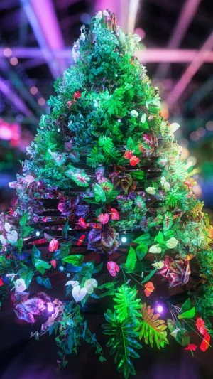 無料スマホ壁紙 カラフルなクリスマスツリー。AndroidとiPhoneに対応した4K高画質の無料待ち受け画像。三重県桑名市のなばなの里で撮影したフリー写真素材