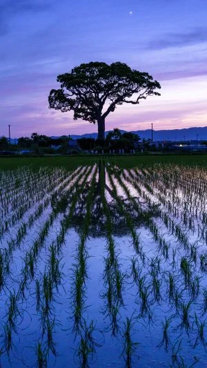 無料スマホ壁紙 夜。AndroidとiPhoneに対応した4K高画質の無料待ち受け画像。三重県鈴鹿市の長太の大楠で撮影したフリー写真素材