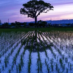 無料スマホ壁紙 夜。AndroidとiPhoneに対応した4K高画質の無料待ち受け画像。三重県鈴鹿市の長太の大楠で撮影したフリー写真素材