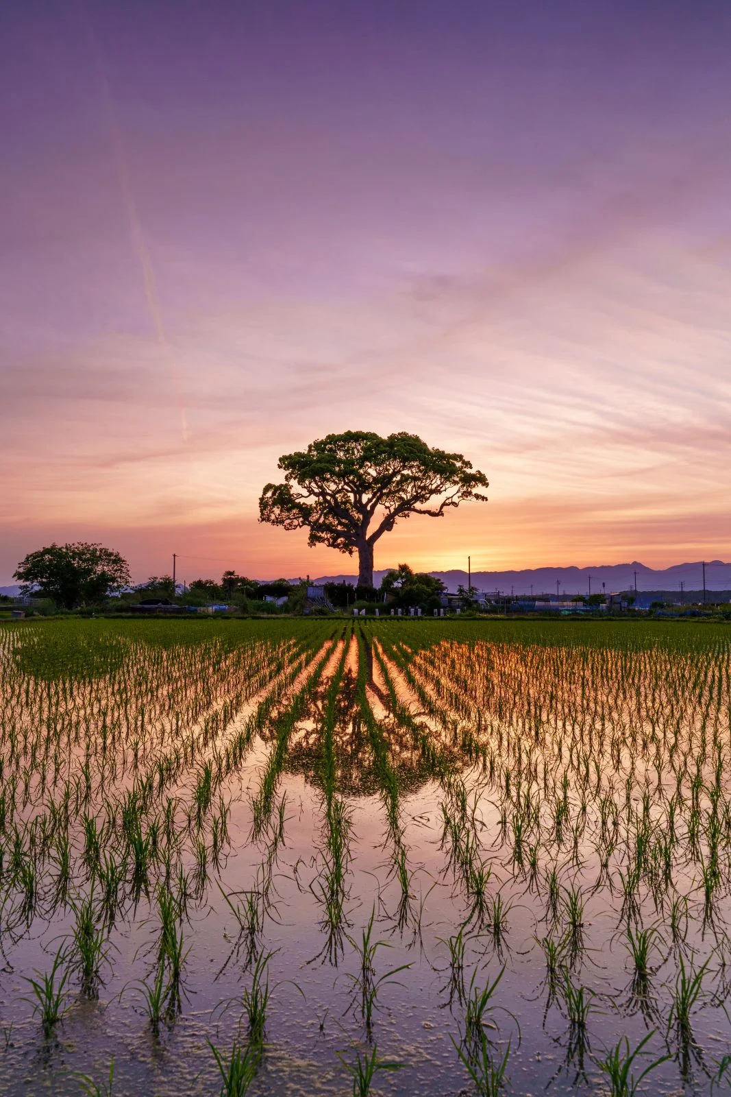 無料スマホ壁紙 夕闇グラデーション。AndroidとiPhoneに対応した4K高画質の無料待ち受け画像。三重県鈴鹿市の長太の大楠で撮影したフリー写真素材