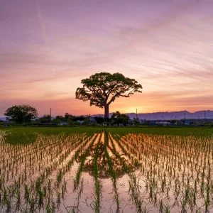 無料スマホ壁紙 夕闇グラデーション。AndroidとiPhoneに対応した4K高画質の無料待ち受け画像。三重県鈴鹿市の長太の大楠で撮影したフリー写真素材