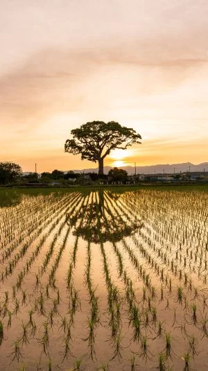 無料スマホ壁紙 日没直後。AndroidとiPhoneに対応した4K高画質の無料待ち受け画像。三重県鈴鹿市の長太の大楠で撮影したフリー写真素材