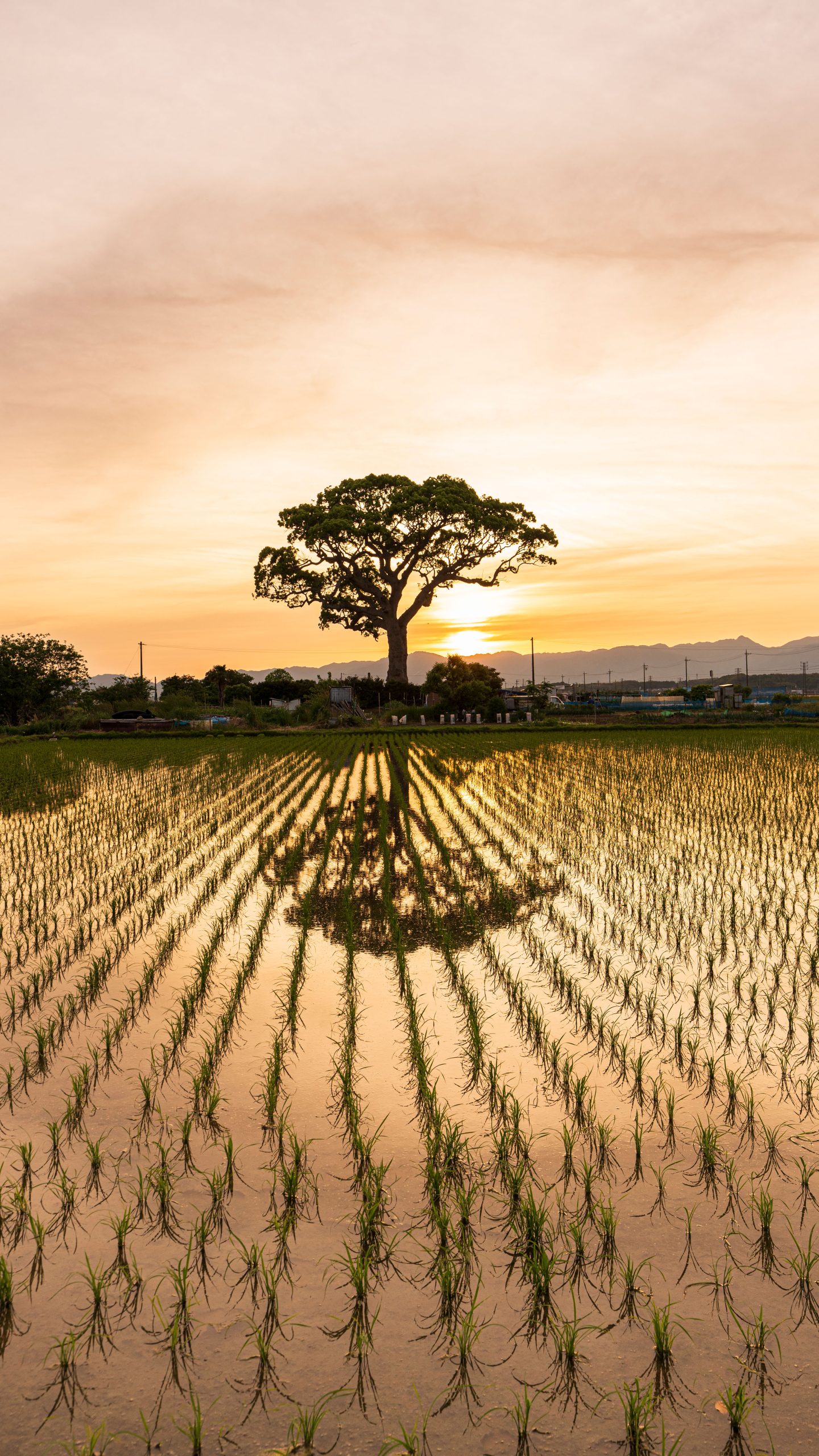 日没直後(三重県鈴鹿市・長太の大楠)