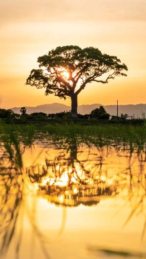 無料スマホ壁紙 水面に映る大楠の影。AndroidとiPhoneに対応した4K高画質の無料待ち受け画像。三重県鈴鹿市の長太の大楠で撮影したフリー写真素材