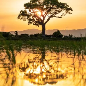 無料スマホ壁紙 水面に映る大楠の影。AndroidとiPhoneに対応した4K高画質の無料待ち受け画像。三重県鈴鹿市の長太の大楠で撮影したフリー写真素材