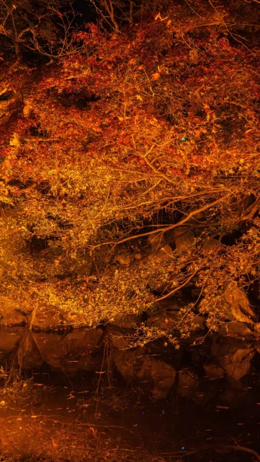 無料壁紙 日本庭園の紅葉ライトアップ。PCとデスクトップ壁紙に最適な4K高画質の無料壁紙。三重県津市のそうぶんの月灯りで撮影したフリー写真素材