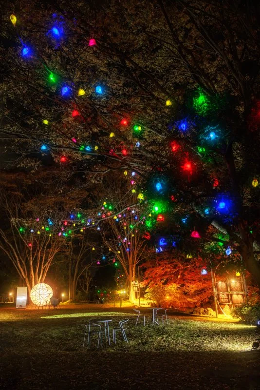 無料スマホ壁紙 光の実と紅葉ライトアップ。AndroidとiPhoneに対応した4K高画質の無料待ち受け画像。三重県津市のそうぶんの月灯りで撮影したフリー写真素材