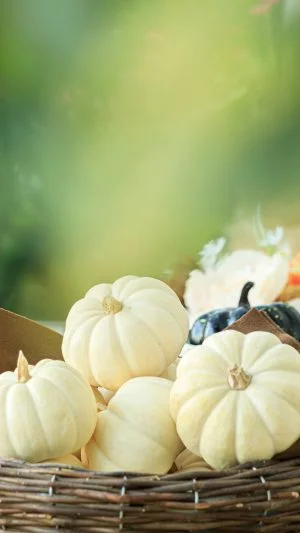 無料スマホ壁紙 珍しい白色のカボチャ。AndroidとiPhoneに対応した4K高画質の無料待ち受け画像。三重県松阪市の松阪農業公園ベルファームで撮影したフリー写真素材