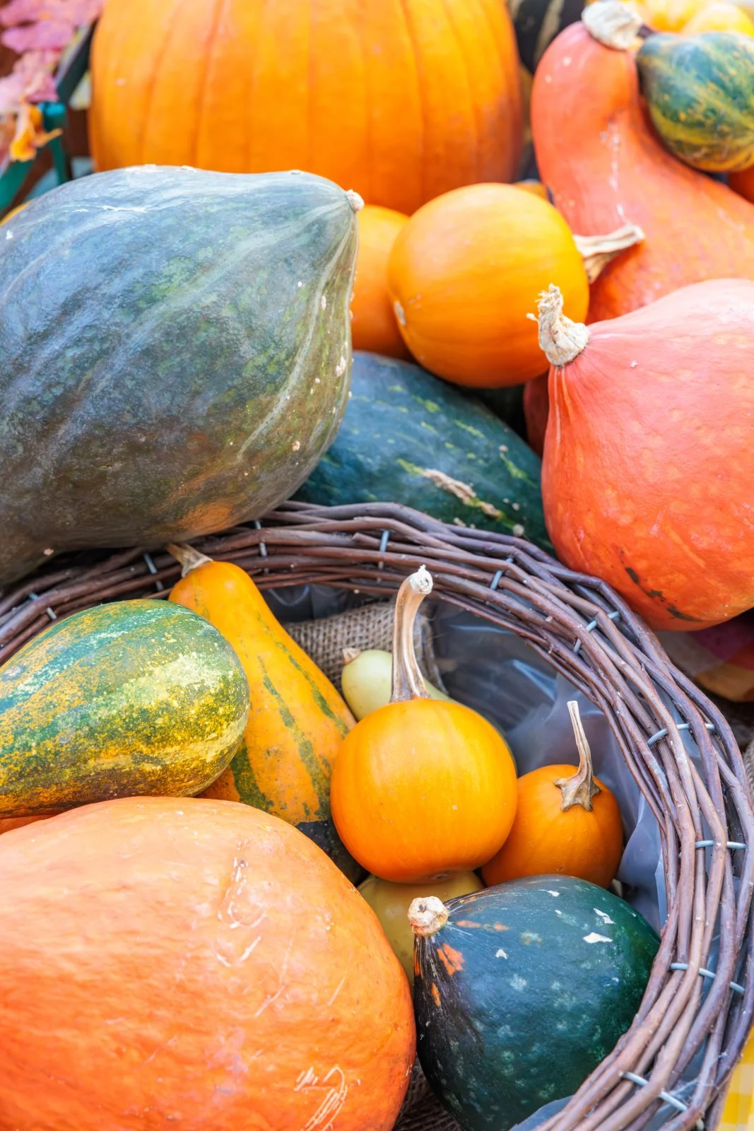 無料スマホ壁紙 大小様々なカボチャ。AndroidとiPhoneに対応した4K高画質の無料待ち受け画像。三重県松阪市の松阪農業公園ベルファームで撮影したフリー写真素材