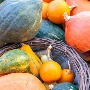 無料スマホ壁紙 大小様々なカボチャ。AndroidとiPhoneに対応した4K高画質の無料待ち受け画像。三重県松阪市の松阪農業公園ベルファームで撮影したフリー写真素材
