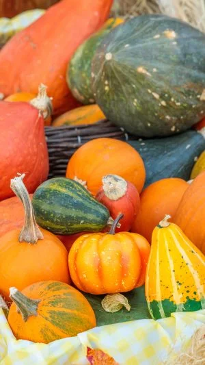 無料スマホ壁紙 彩り豊かなカボチャたち。AndroidとiPhoneに対応した4K高画質の無料待ち受け画像。三重県松阪市の松阪農業公園ベルファームで撮影したフリー写真素材