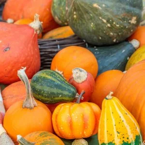 無料スマホ壁紙 彩り豊かなカボチャたち。AndroidとiPhoneに対応した4K高画質の無料待ち受け画像。三重県松阪市の松阪農業公園ベルファームで撮影したフリー写真素材